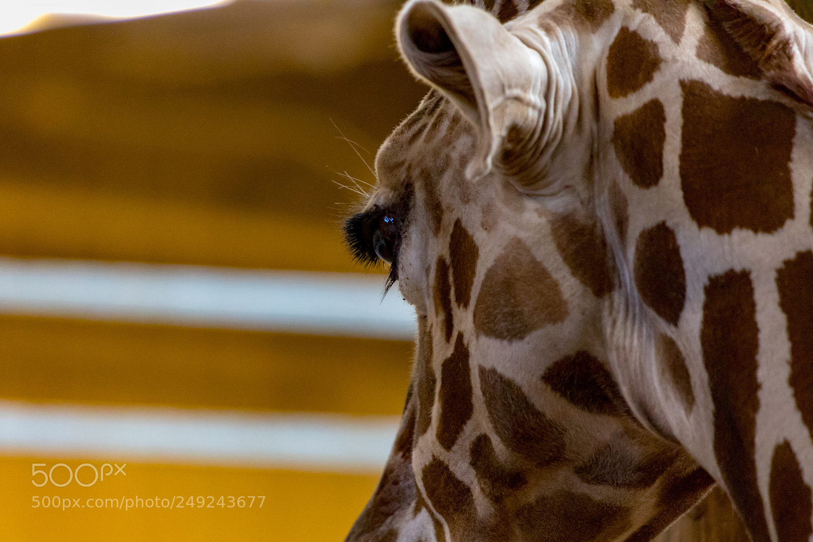 Canon EOS 5D Mark IV sample photo. Giraffe eyelashes photography