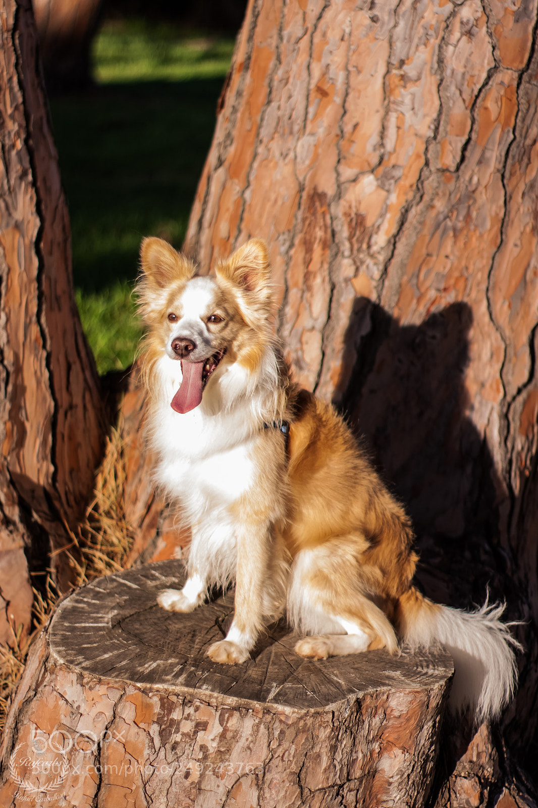 Canon EOS 40D sample photo. This dog is really photography