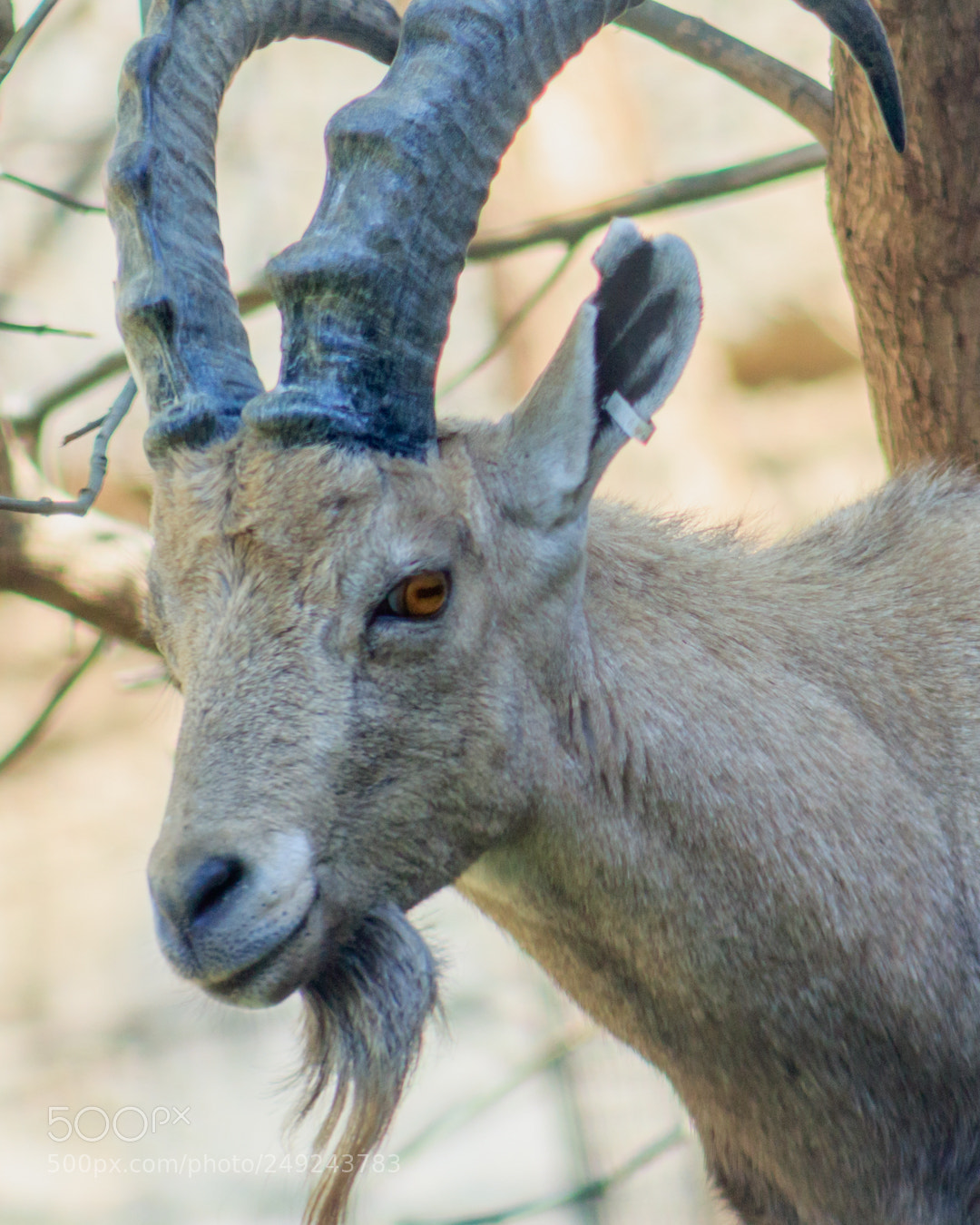 Canon EOS 1300D (EOS Rebel T6 / EOS Kiss X80) sample photo. Nubian ibex (cabra nubiana) photography