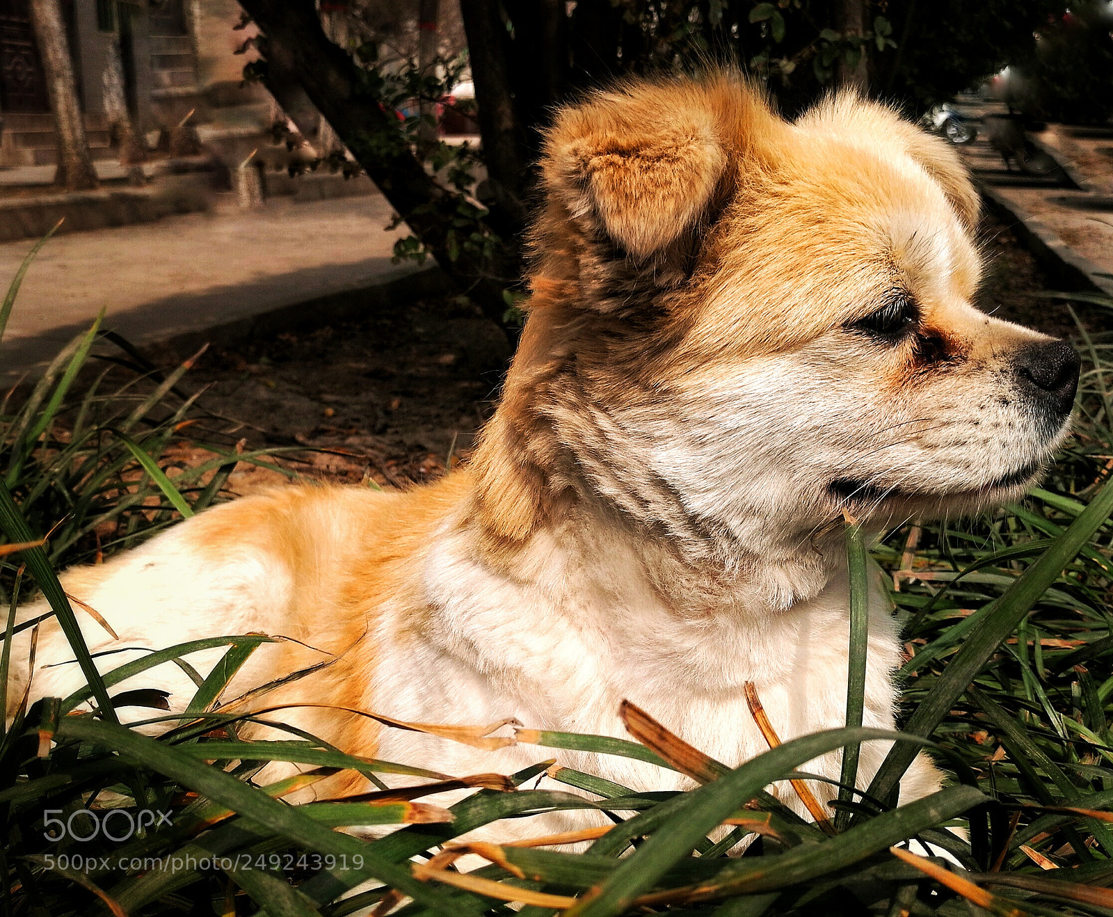 HUAWEI Mate 8 sample photo. 呆萌总是取法自然 photography