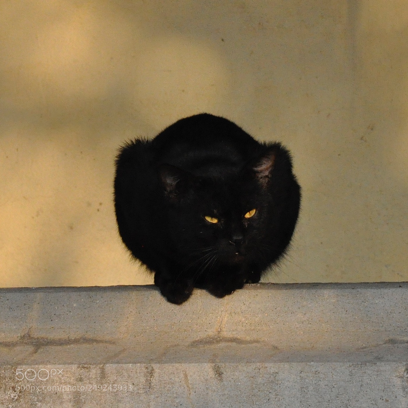 Nikon D90 sample photo. Black cat photography