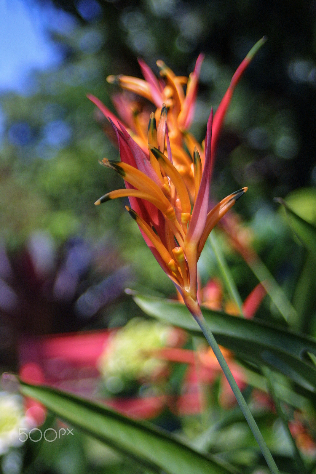 Canon EOS D30 sample photo. Orange twist photography