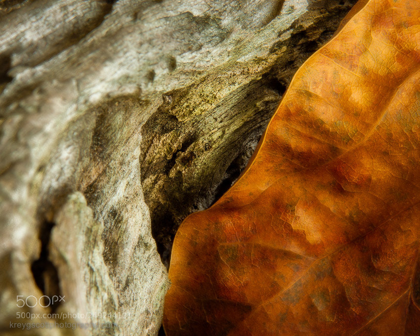 Canon EOS 50D sample photo. Heart of the oakwood photography
