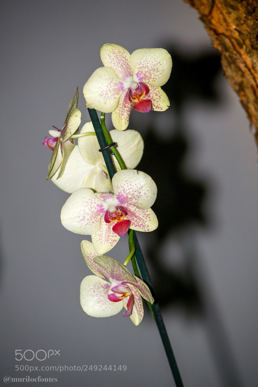 Nikon D3100 sample photo. Untitled photography