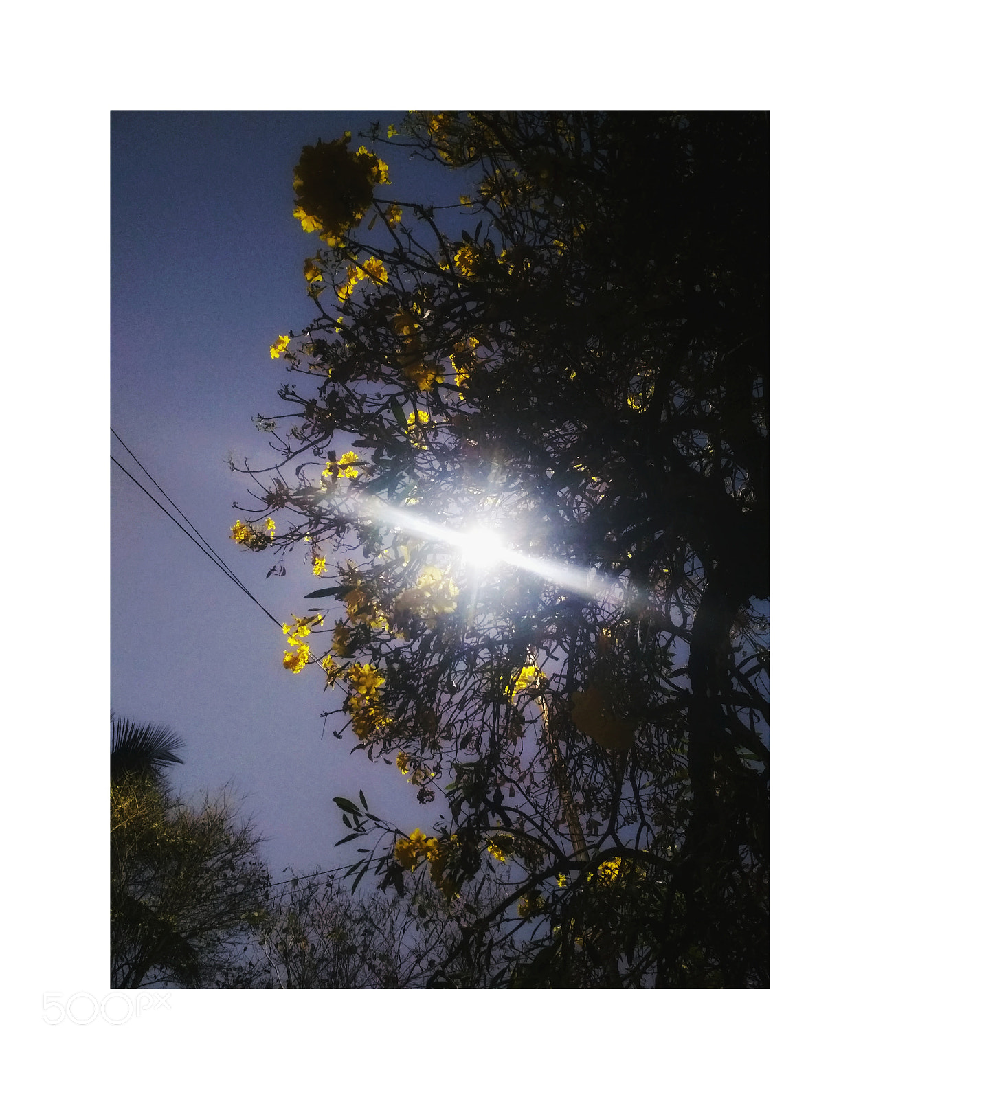 Xiaomi Redmi 4 Pro sample photo. Fringe yellow photography