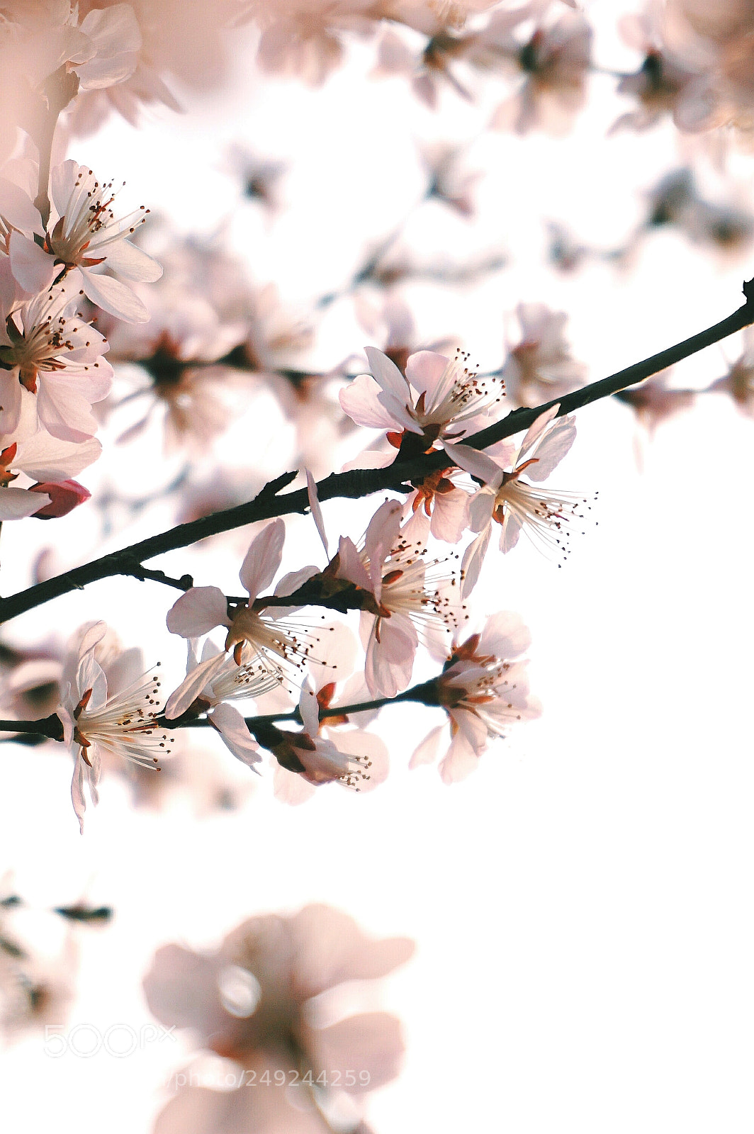 Sony a6000 sample photo. 山桃 photography