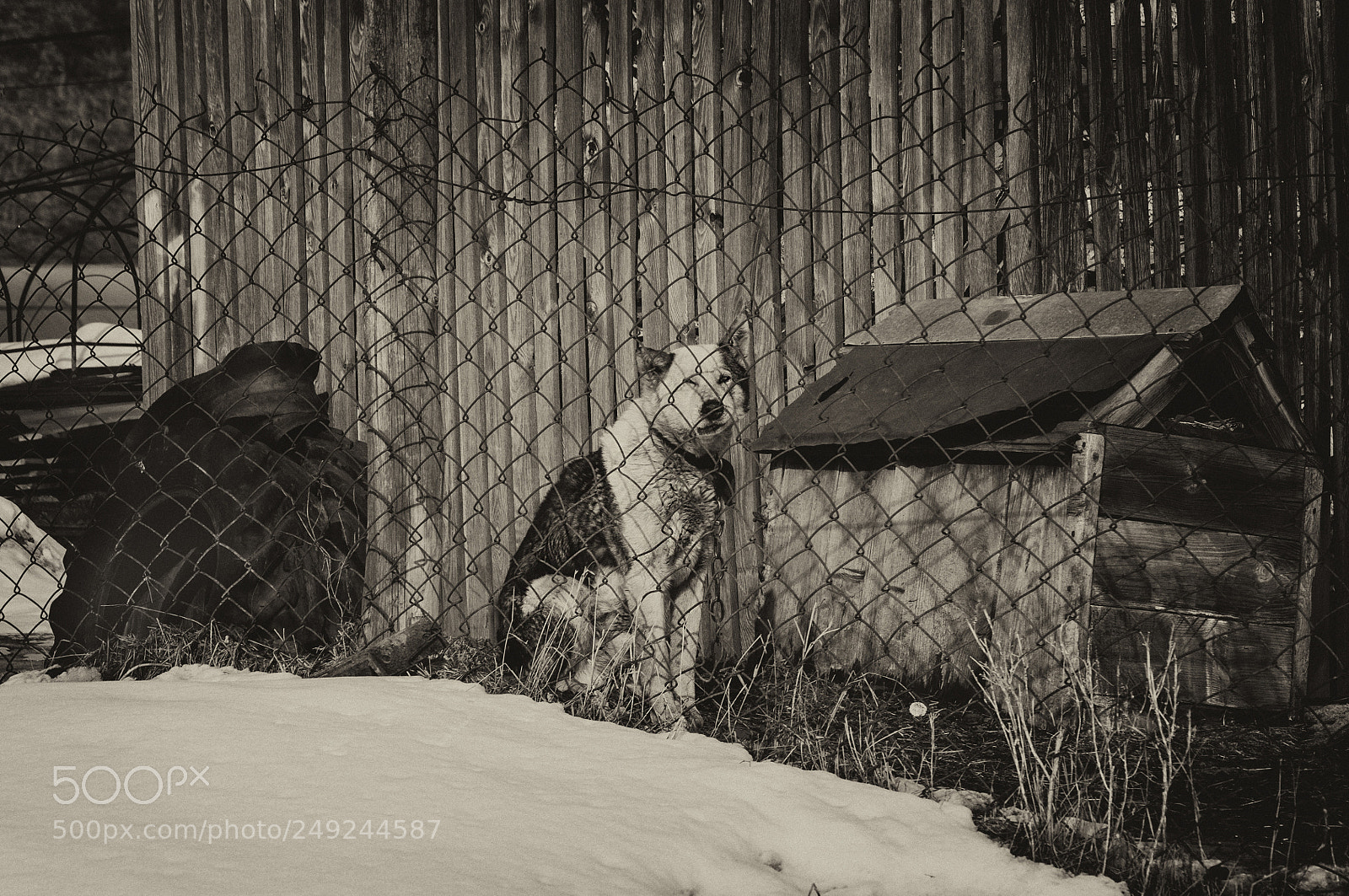 Nikon D90 sample photo. Lived-there was a dog photography