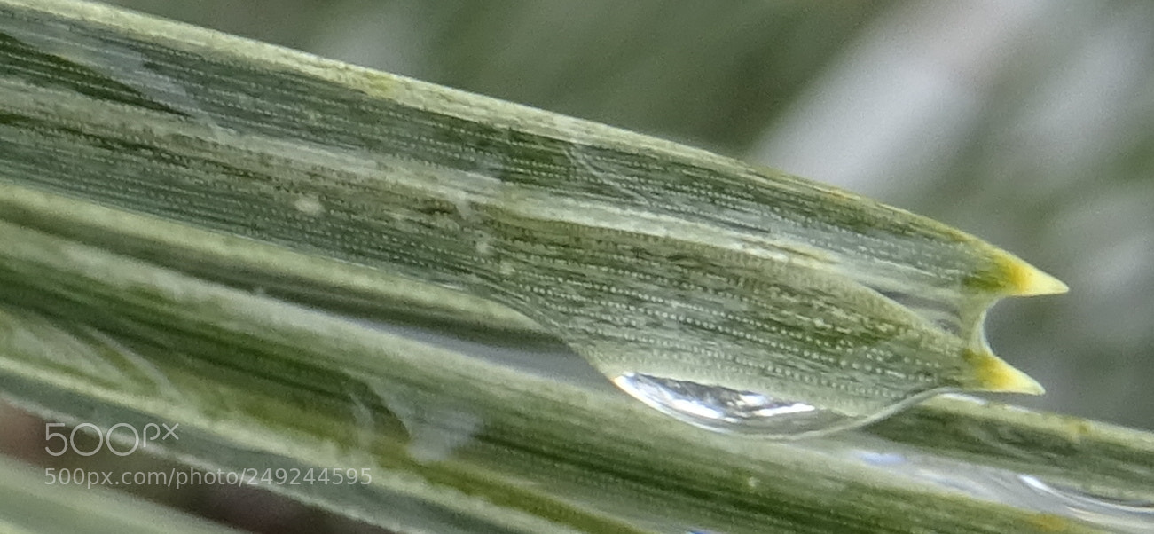 Sony DSC-HX60V sample photo. Striated freeze~melt bubbles photography