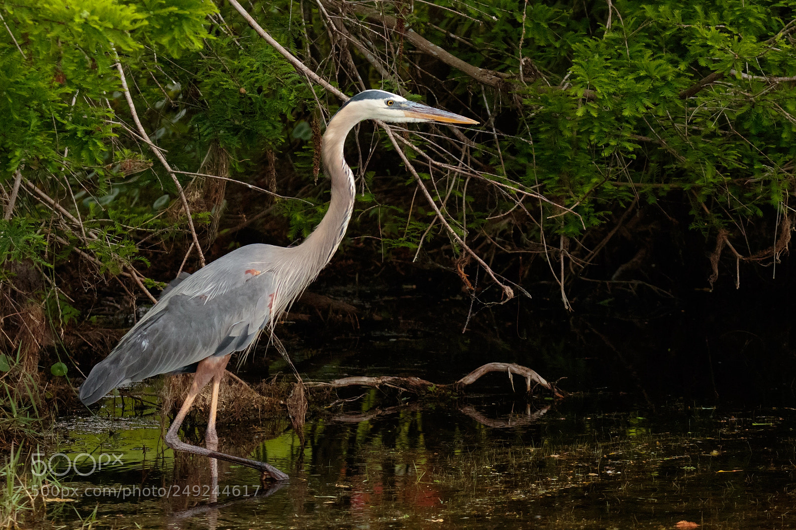 Canon EOS 7D Mark II sample photo. Great blue heron photography