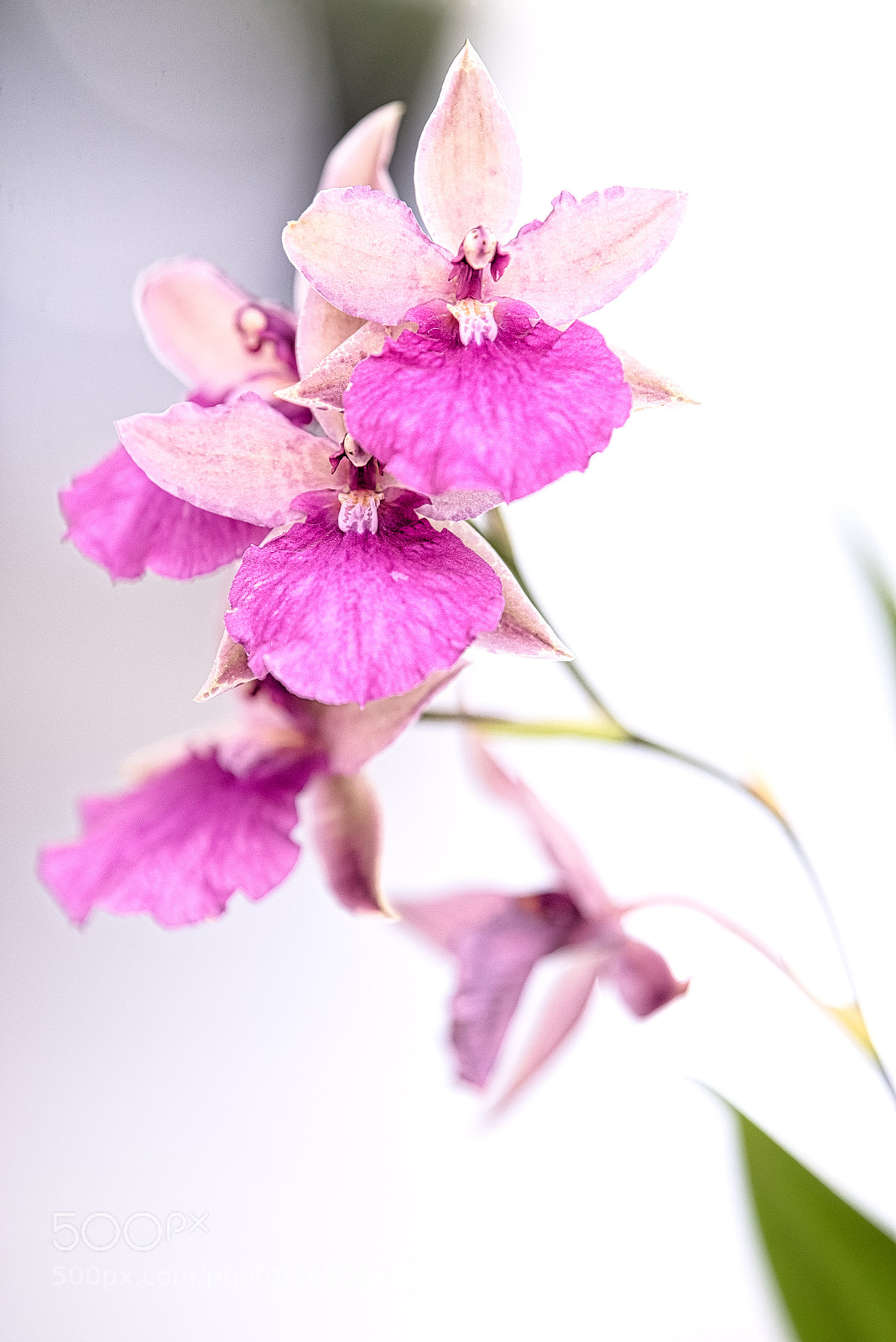 Nikon D750 sample photo. Orchid photography