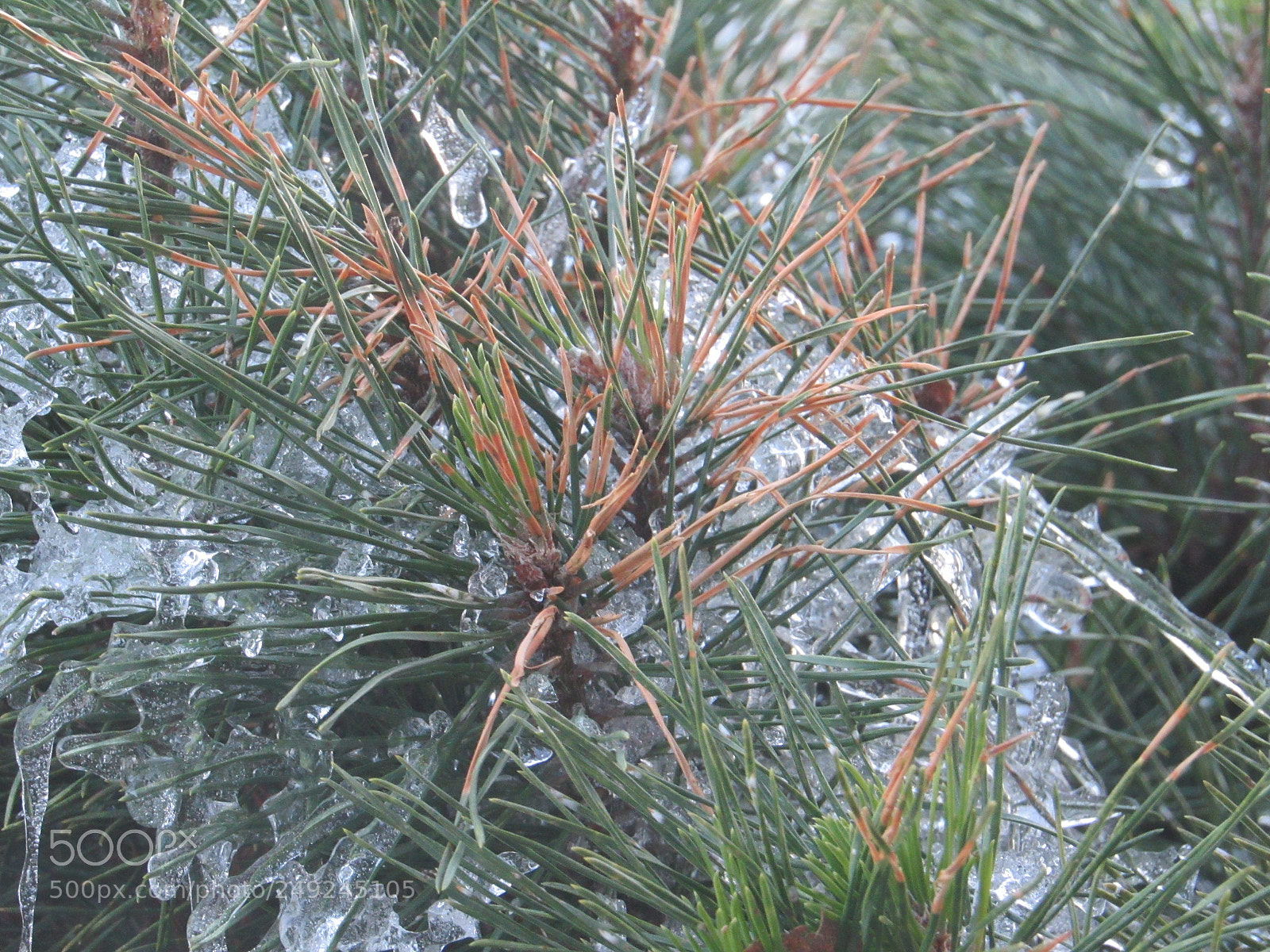 Canon PowerShot SX530 HS sample photo. Torn between winter and photography