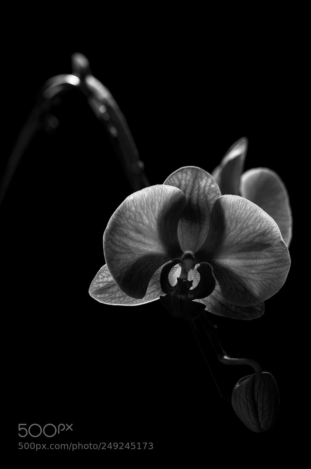 Nikon D810 sample photo. Orchid photography