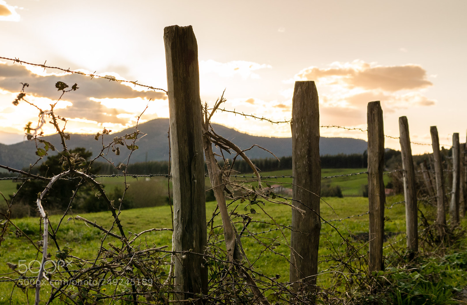 Panasonic Lumix DMC-GX7 sample photo. Untitled photography