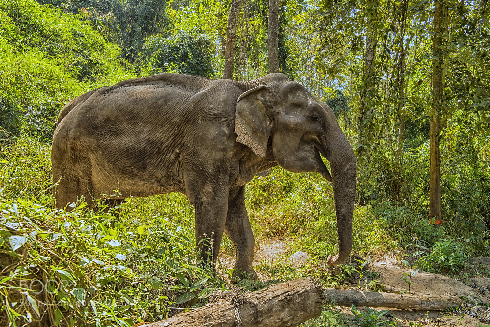 Nikon D800E sample photo. Elephant in the forest photography