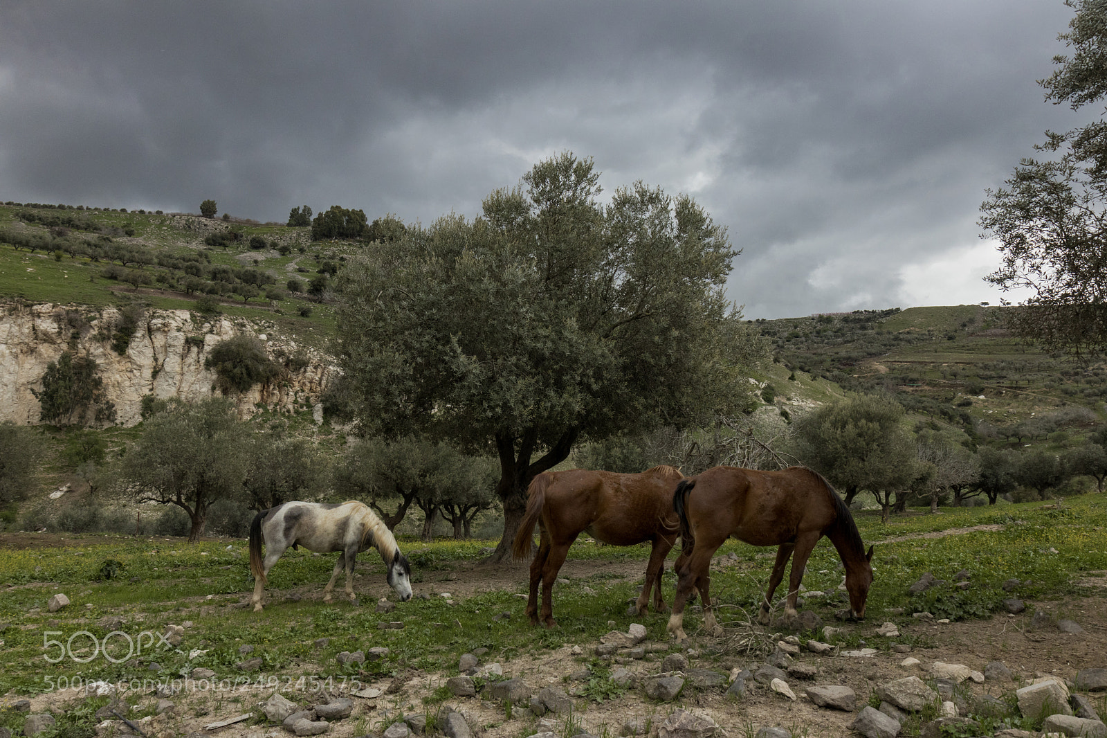 Canon EOS 77D (EOS 9000D / EOS 770D) sample photo. Pasture time photography