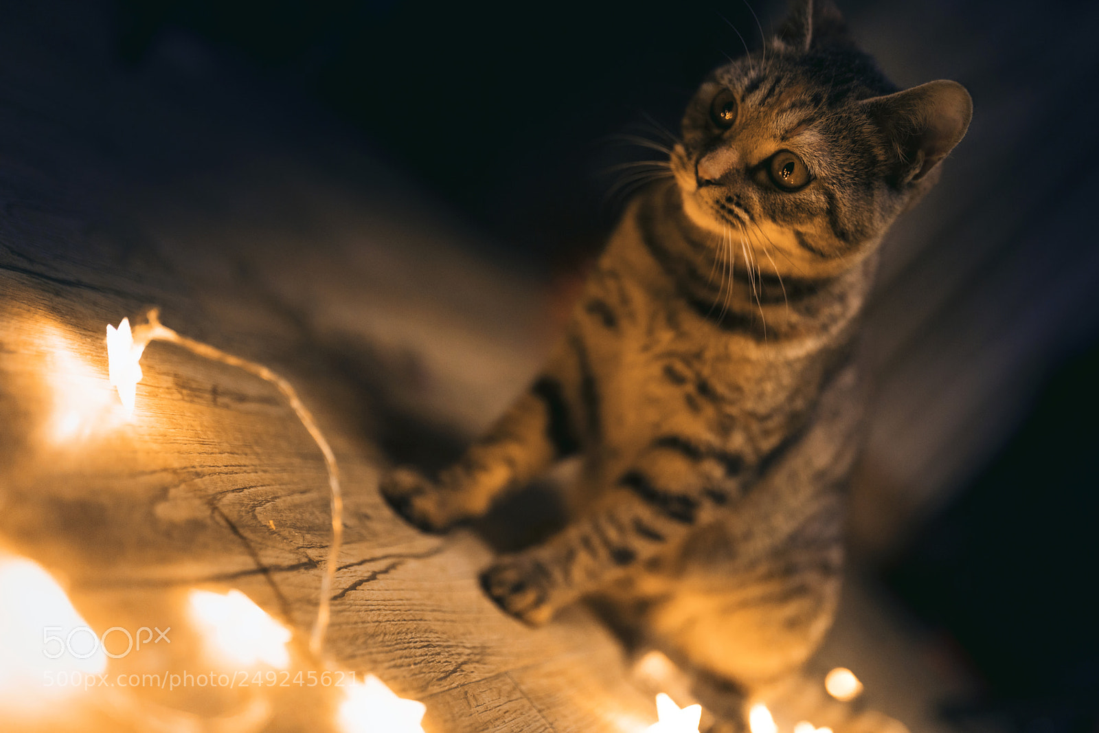Sony a7R II sample photo. What's this? photography