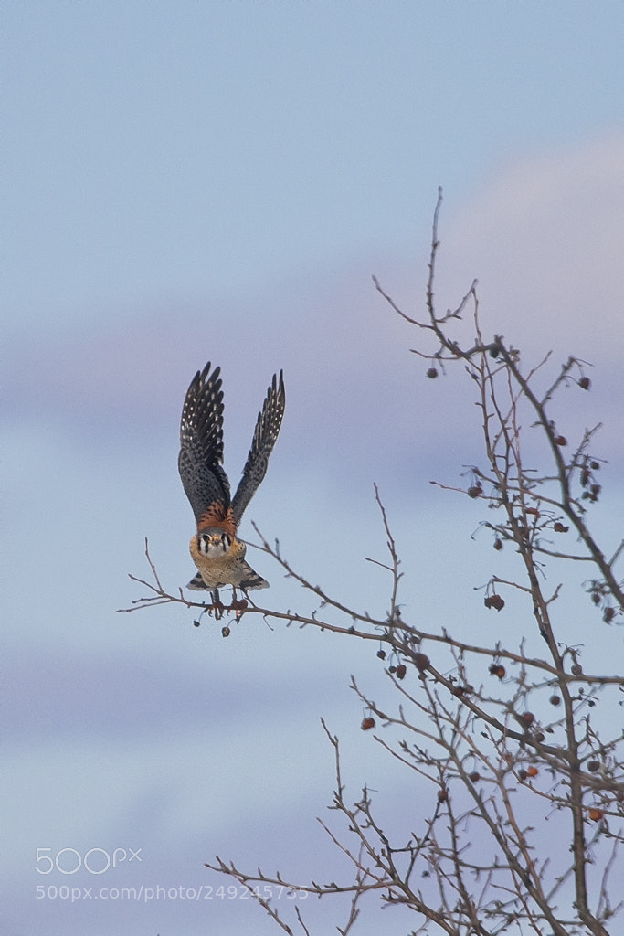 Canon EOS 7D Mark II sample photo. American kestrel, shawangunk grasslands photography