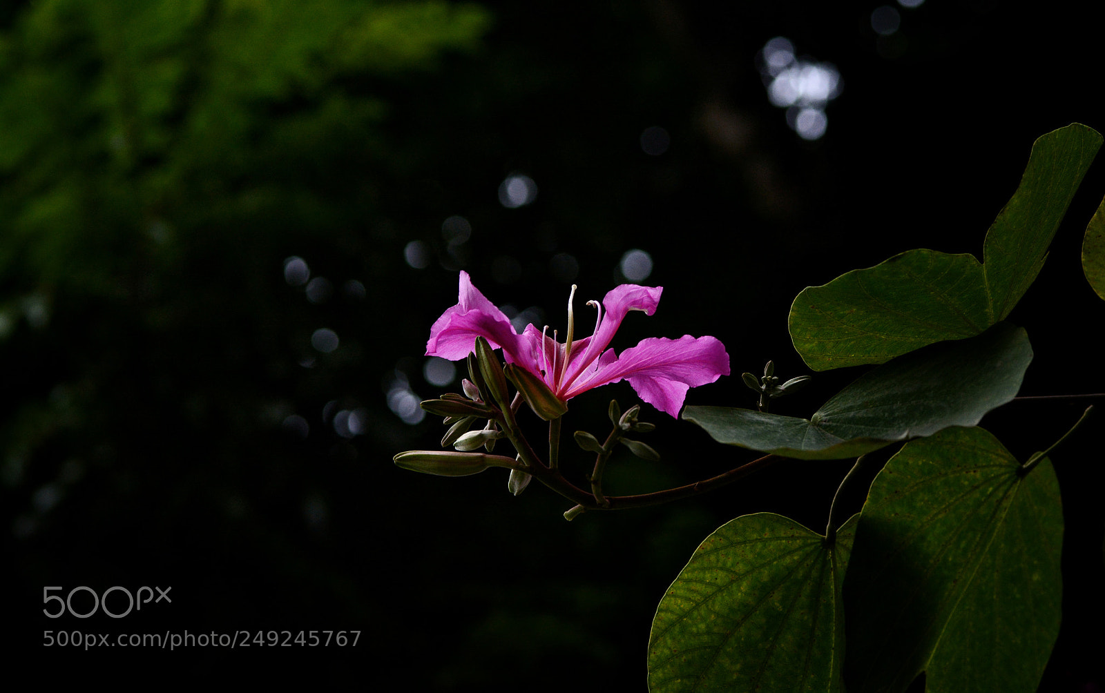 Nikon D7100 sample photo. Untitled photography
