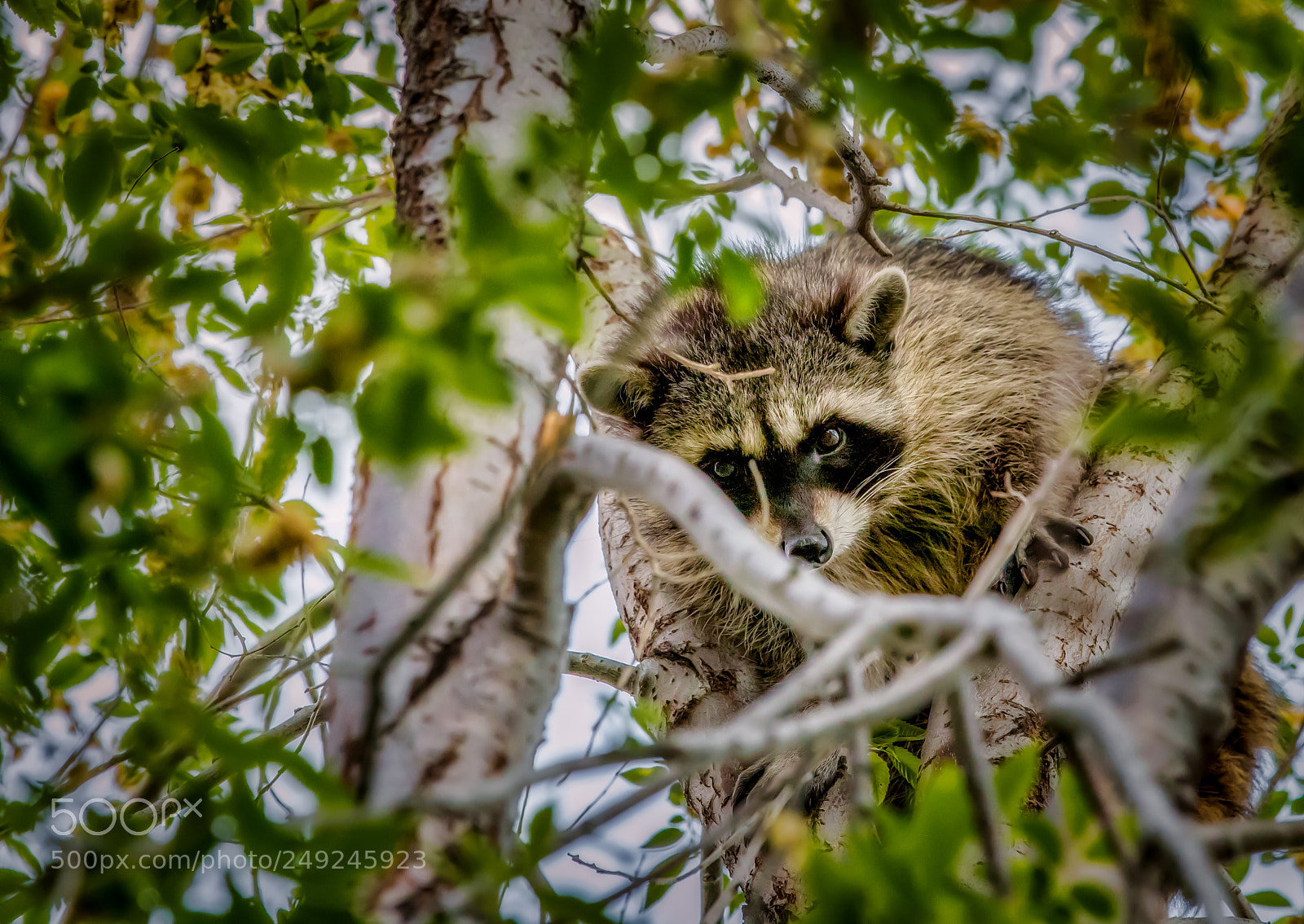 Canon EOS 5D Mark IV sample photo. Raccoon osooyos bc canada photography