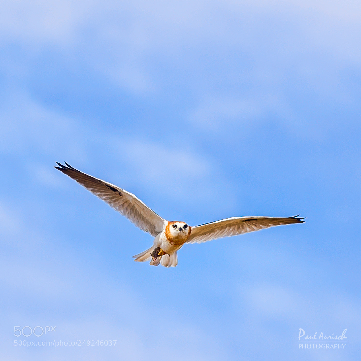 Nikon D500 sample photo. Black shouldered kite with photography