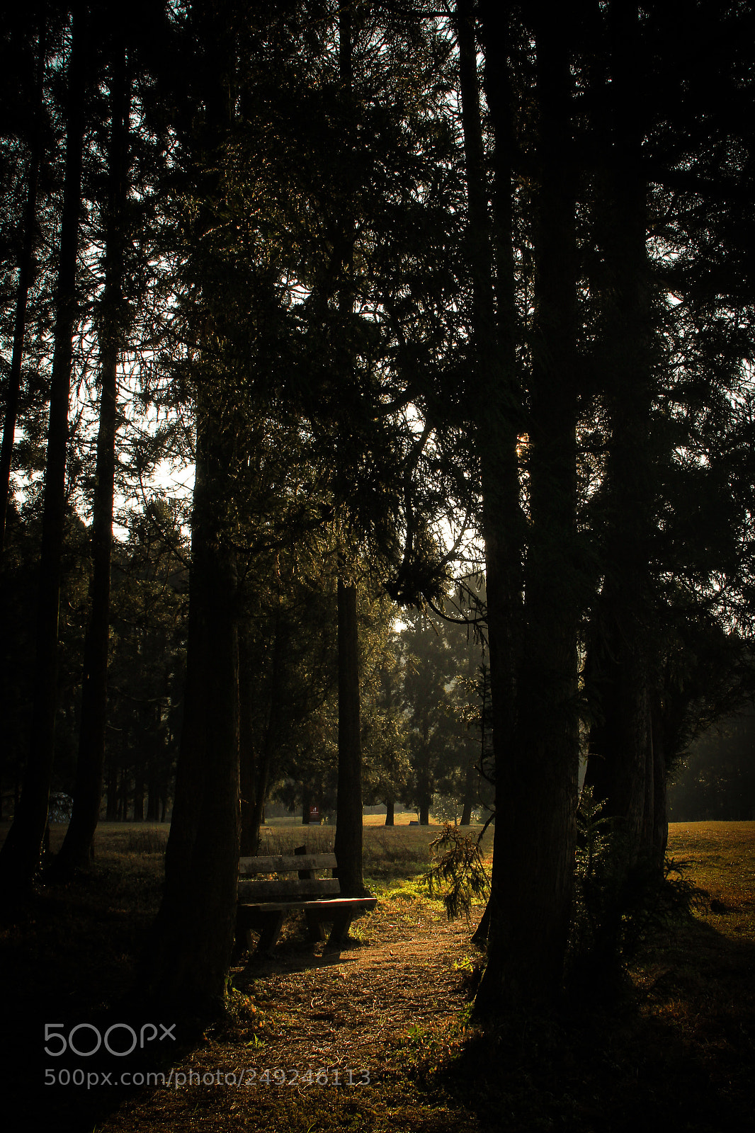 Canon EOS 60D sample photo. Light of national park. photography