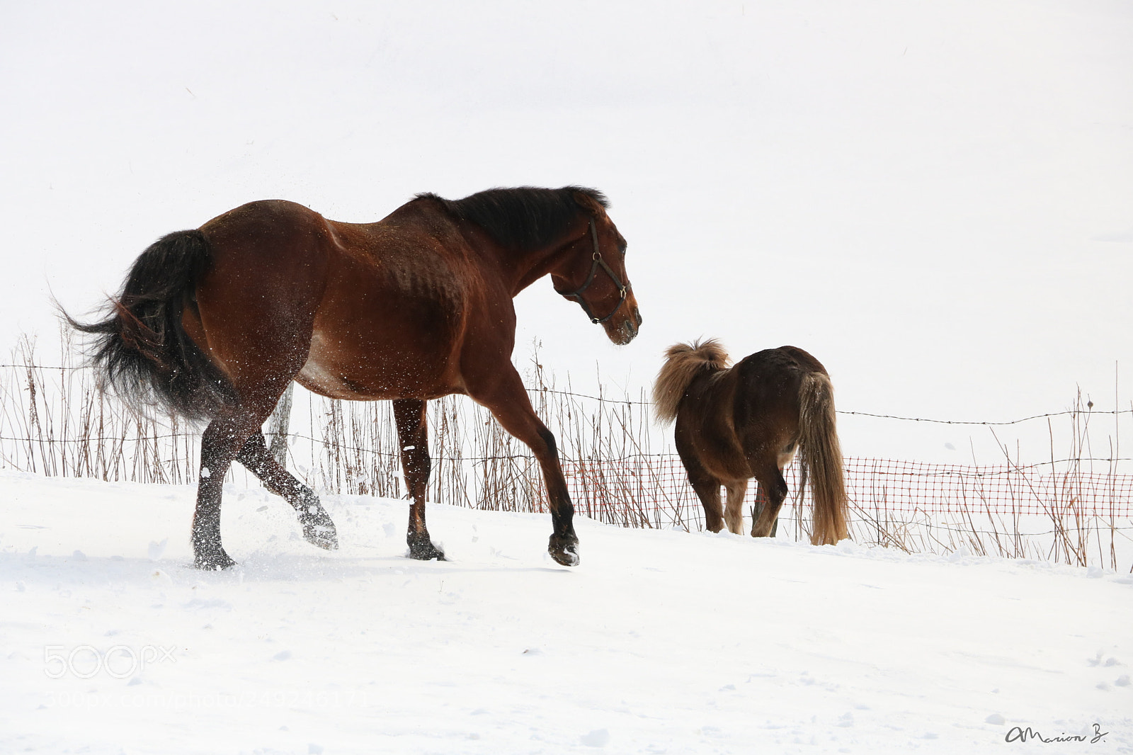 Canon EOS 750D (EOS Rebel T6i / EOS Kiss X8i) sample photo. Abby in winter photography