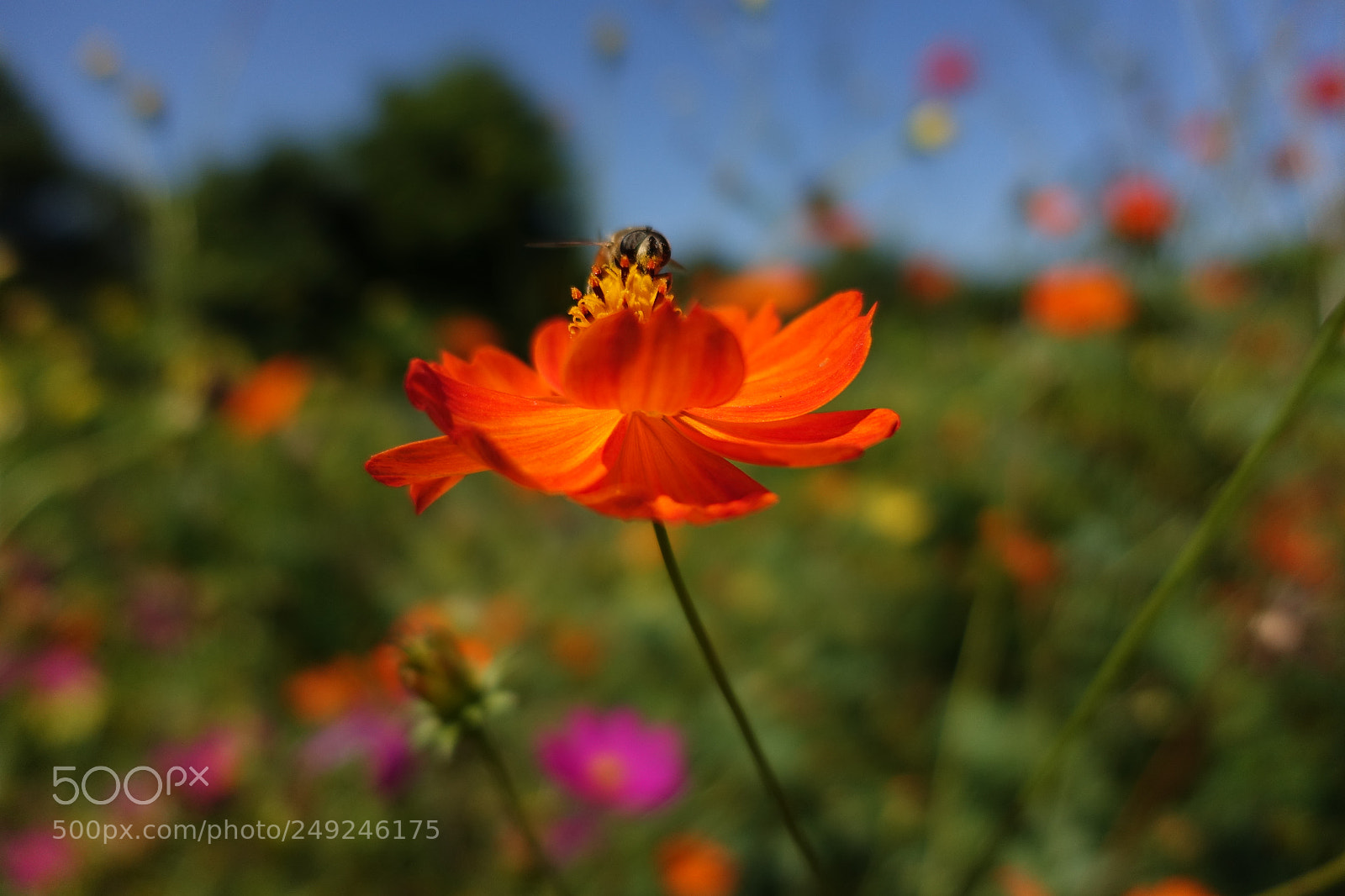 Sony Cyber-shot DSC-RX100 IV sample photo. Sunshine photography