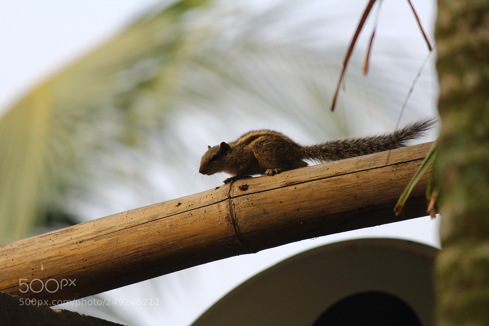 Canon EF-S 55-250mm F4-5.6 IS II sample photo. Img photography