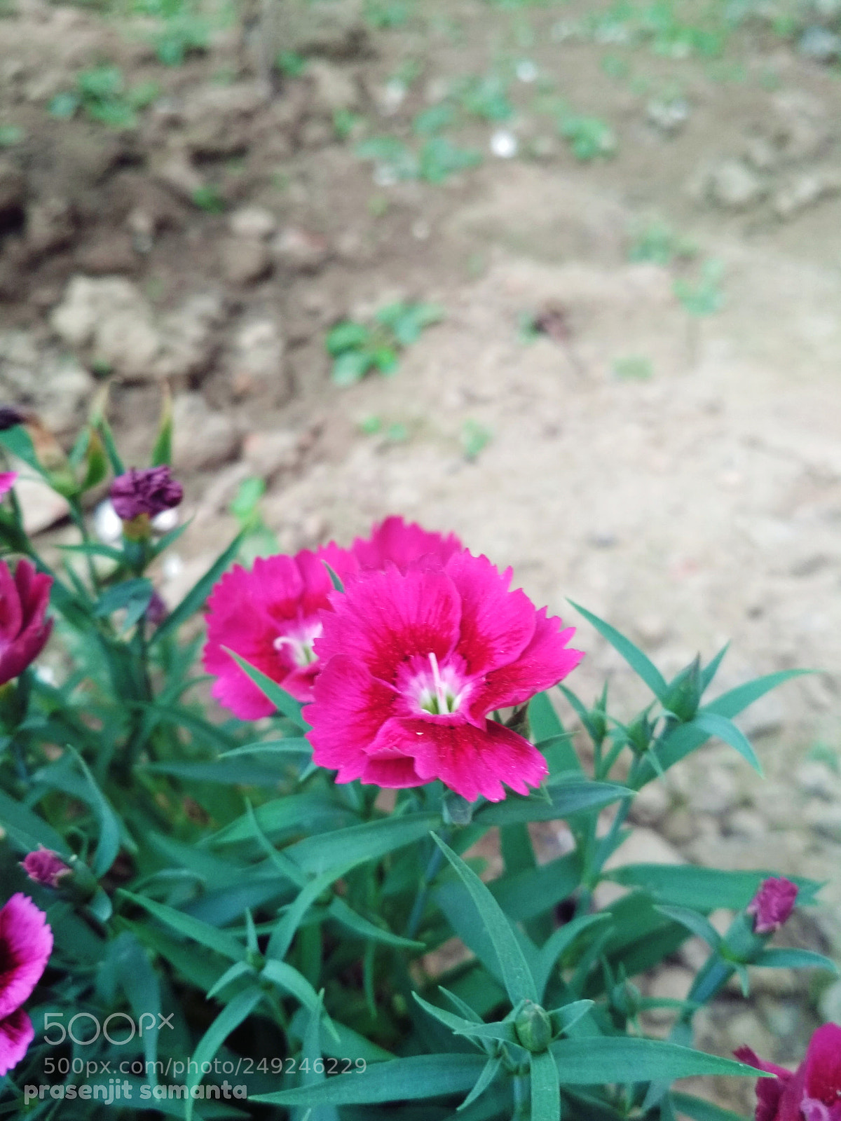 Xiaomi Redmi 4 Pro sample photo. Untitled photography