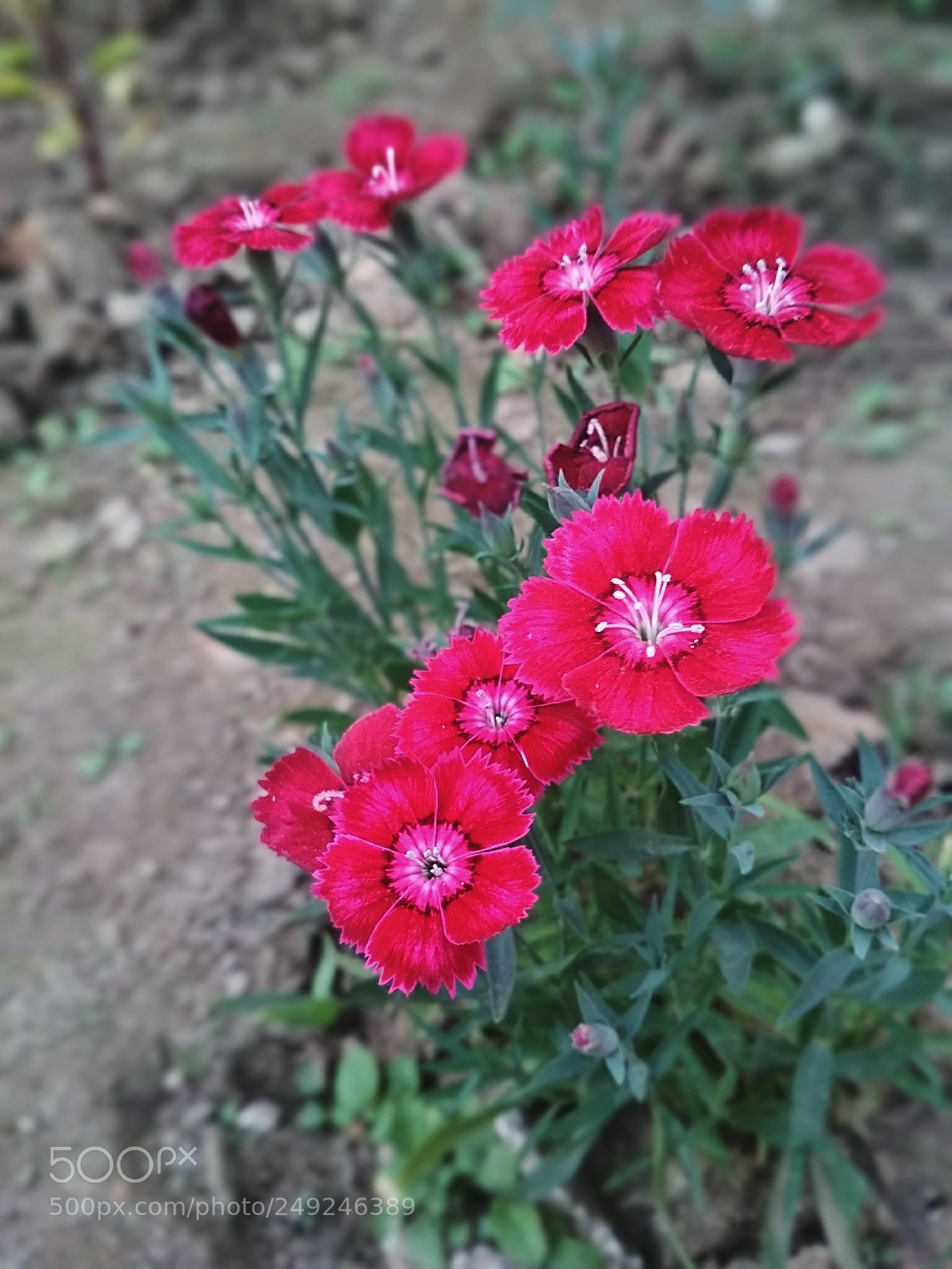 Xiaomi Redmi 4 Pro sample photo. Untitled photography