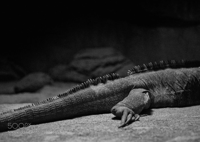 Olympus OM-D E-M1 sample photo. Rhinoceros iguana photography