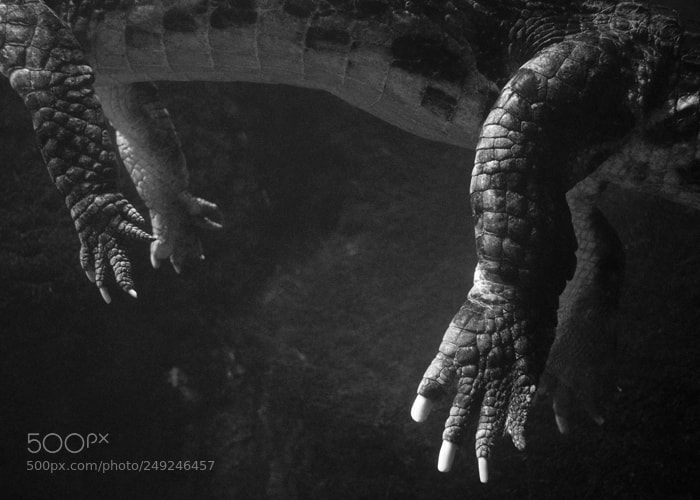 Olympus OM-D E-M1 sample photo. False gharial photography