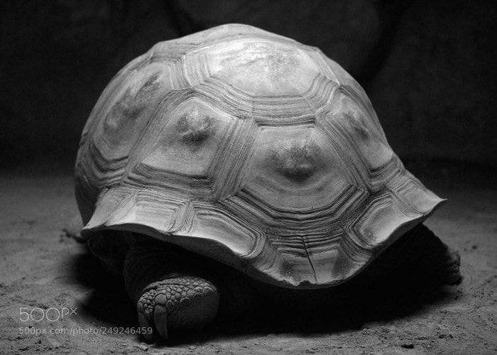 Olympus OM-D E-M1 sample photo. Tortoises photography