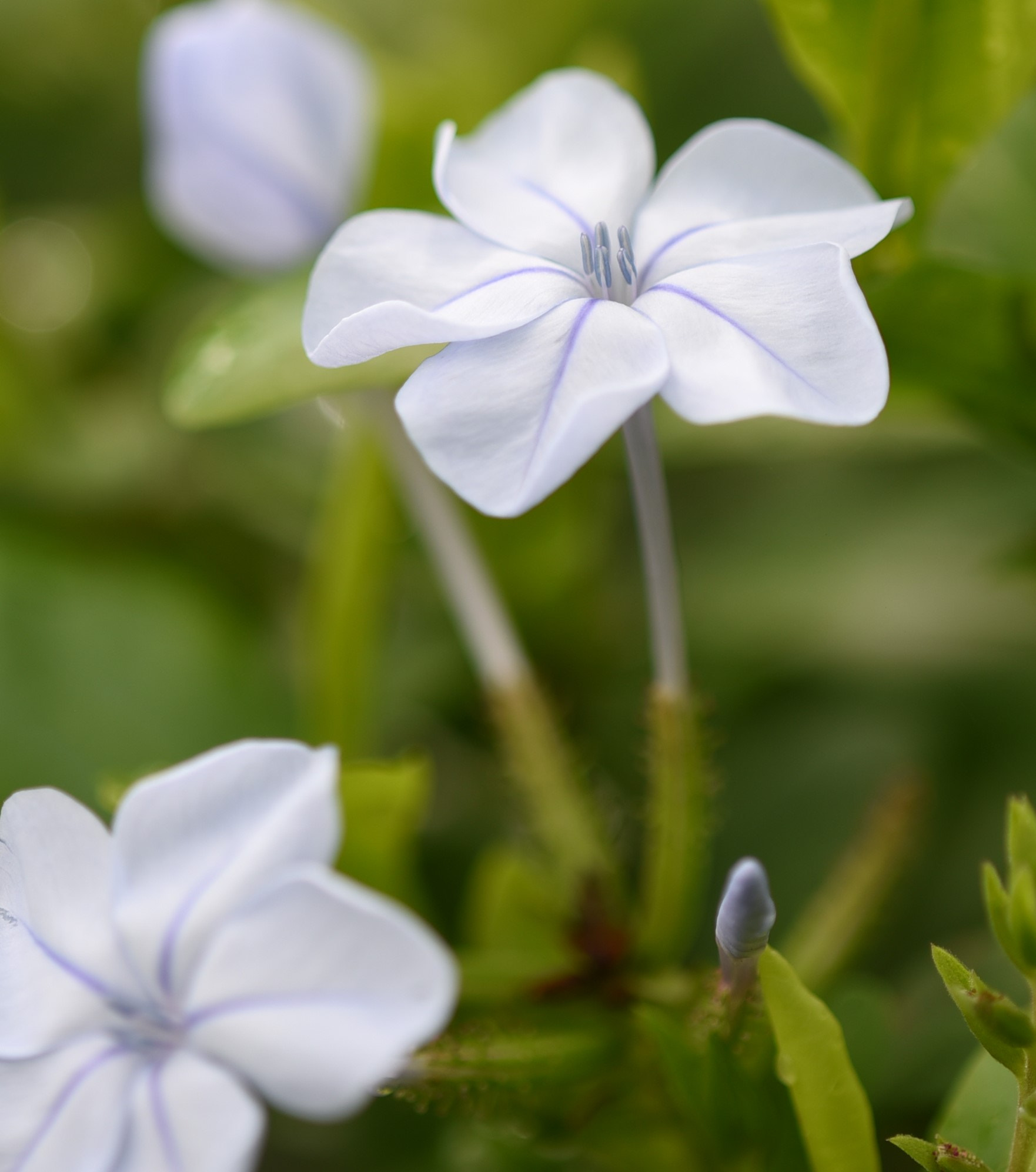 Nikon D750 + Nikon AF Micro-Nikkor 200mm F4D ED-IF sample photo. Tiny flower photography