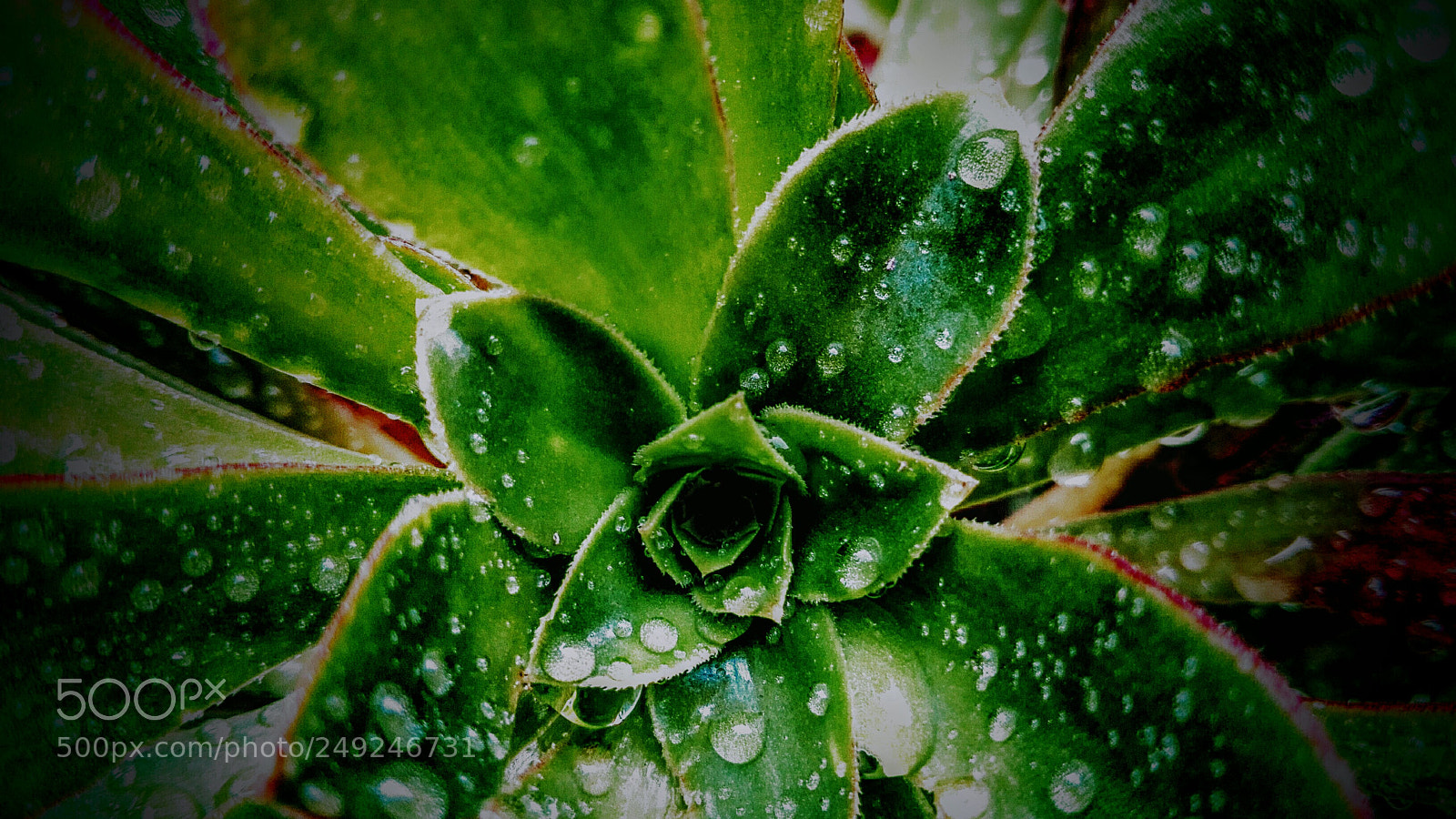 HUAWEI P8 Lite sample photo. *~*~* photography