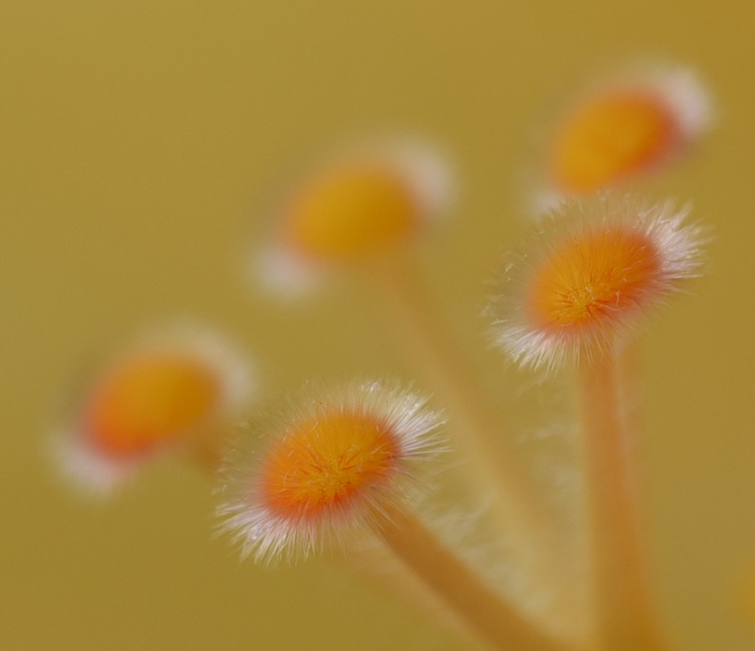 Nikon AF Micro-Nikkor 200mm F4D ED-IF sample photo. Stamen photography