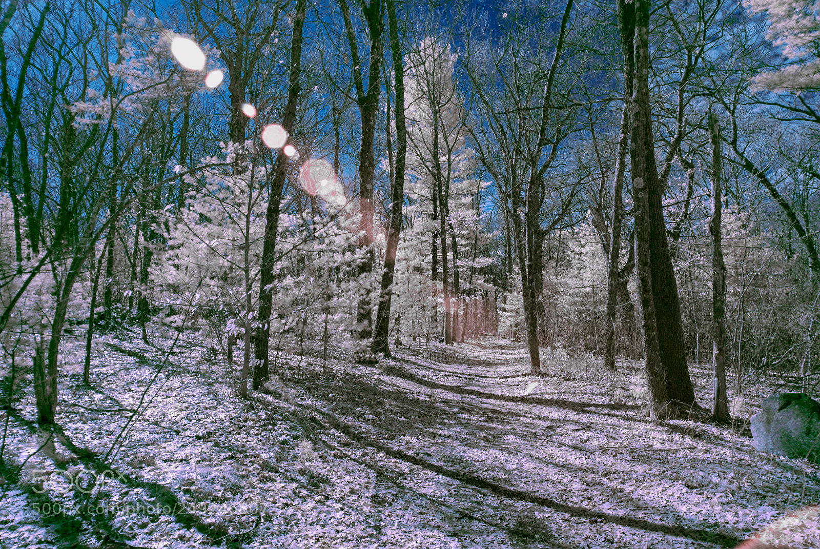 Nikon D40X sample photo. Ir winter forest photography