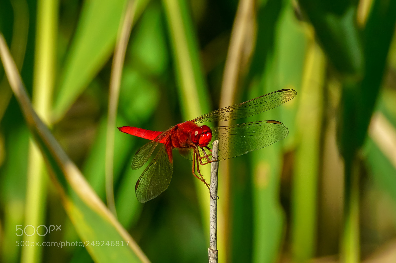 Sony ILCA-77M2 sample photo. Red dragonfly photography