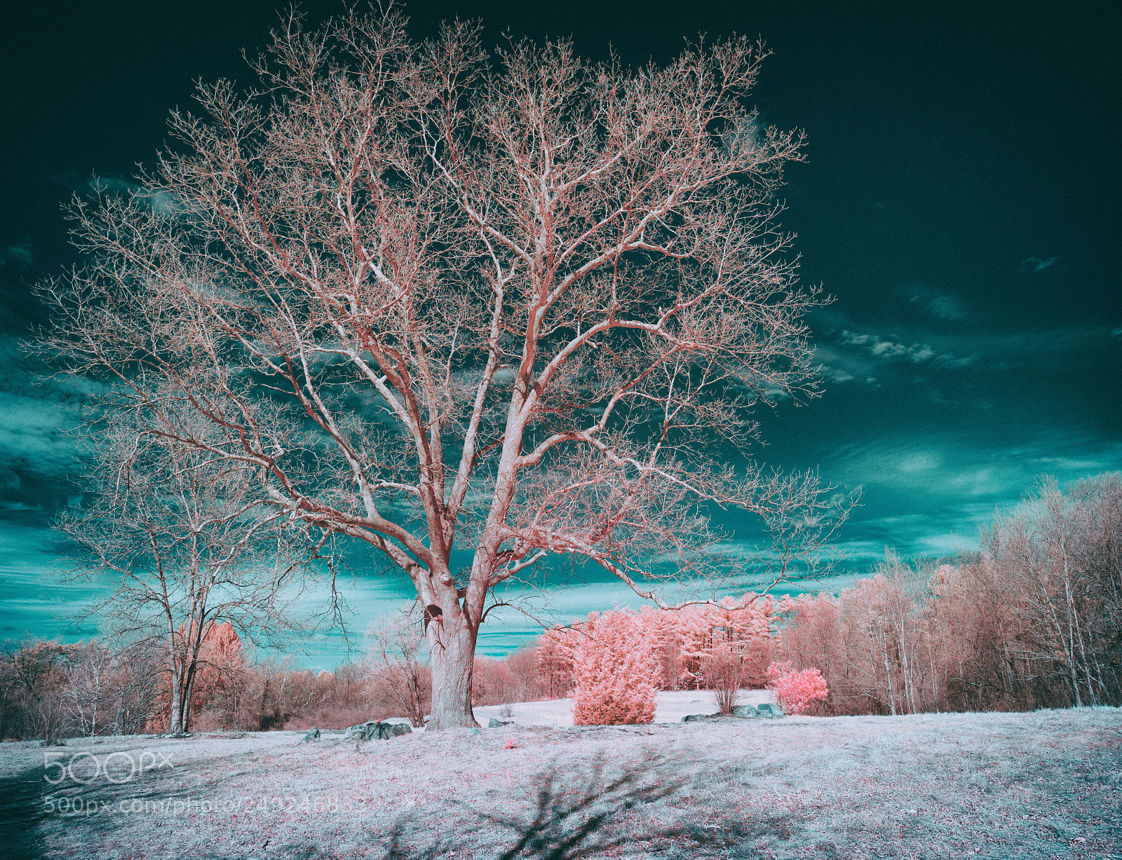Nikon D40X sample photo. Ir winter landscape photography