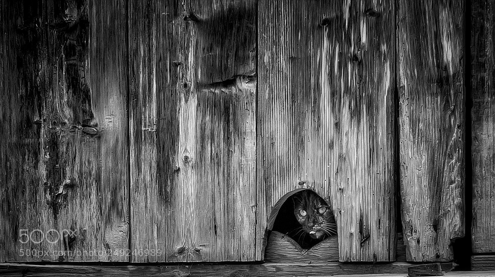 Canon EOS 7D sample photo. Quand le chat joue photography