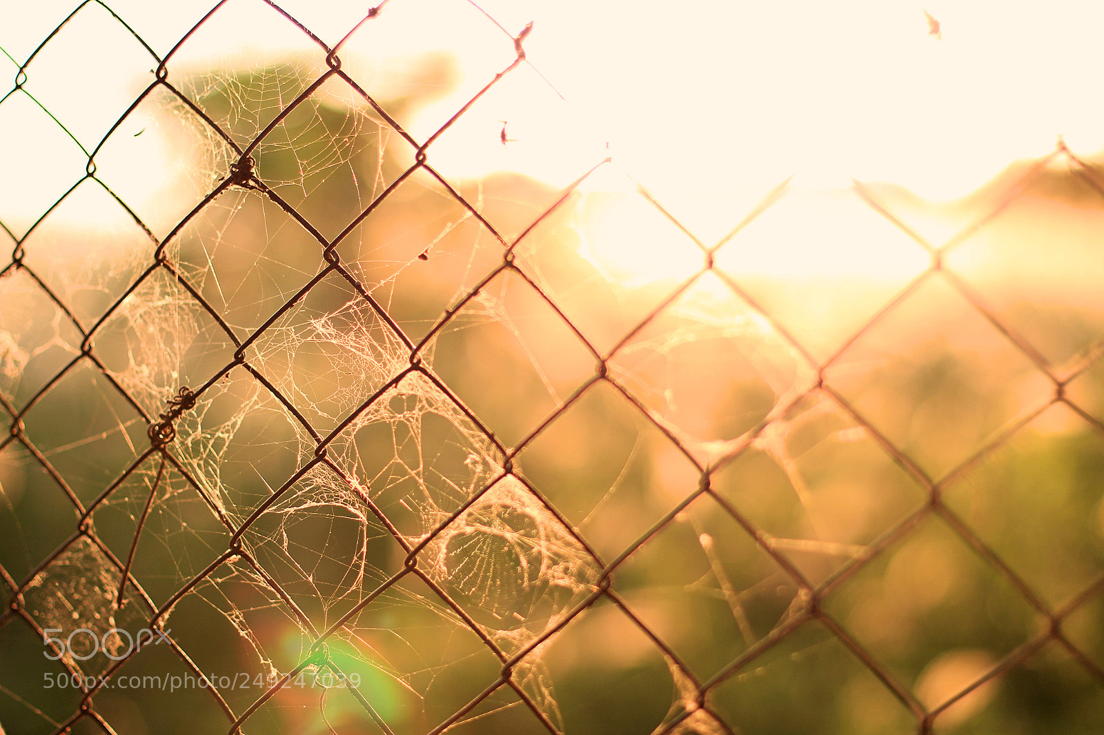 Canon EOS 700D (EOS Rebel T5i / EOS Kiss X7i) sample photo. Spider’s web photography
