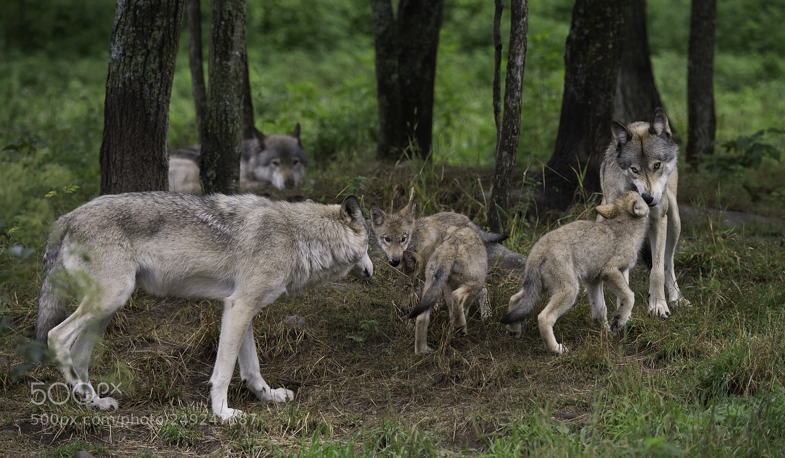 Nikon D4 sample photo. A family greeting... photography