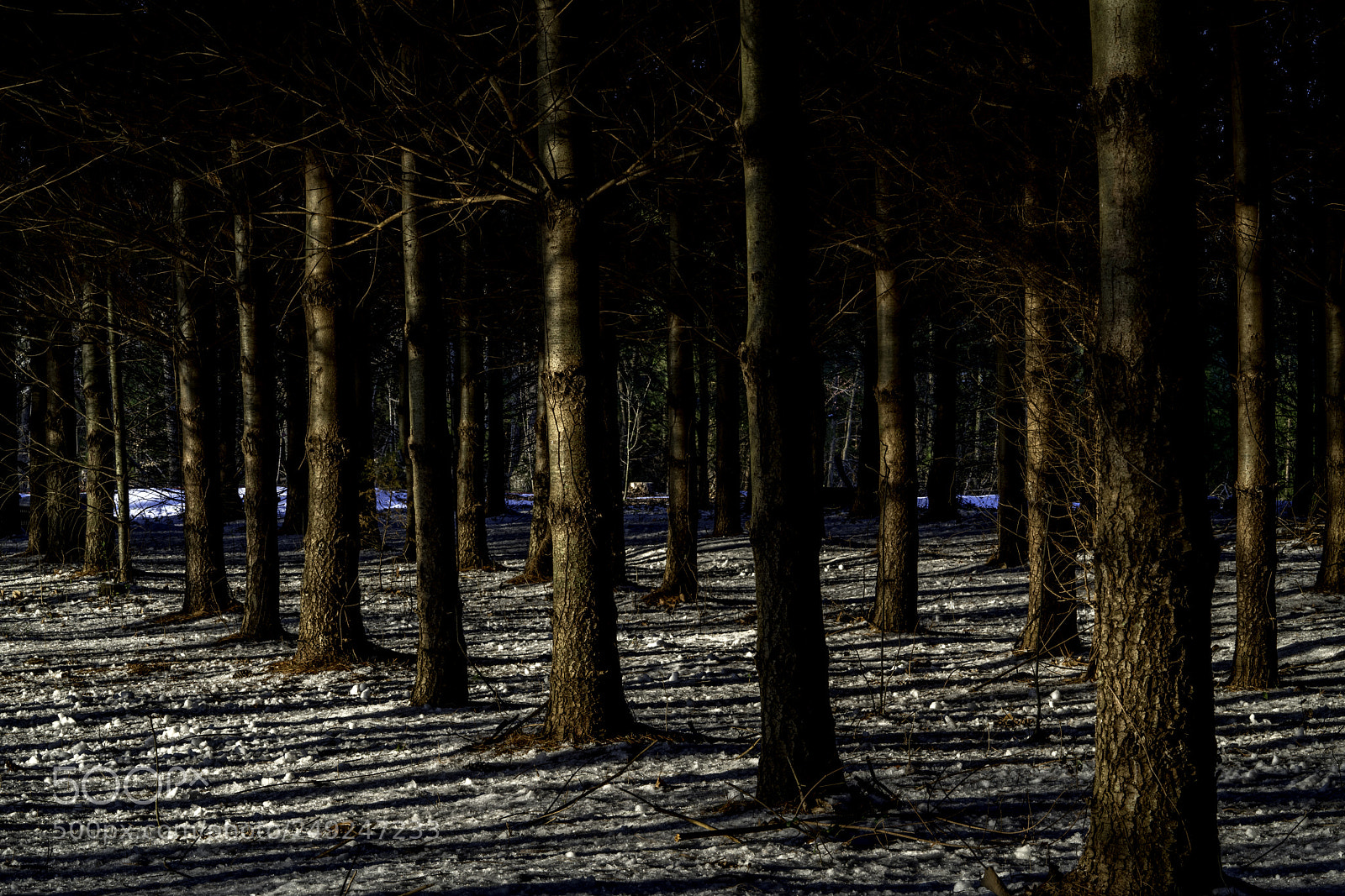 Sony a7R III sample photo. Pine woods photography