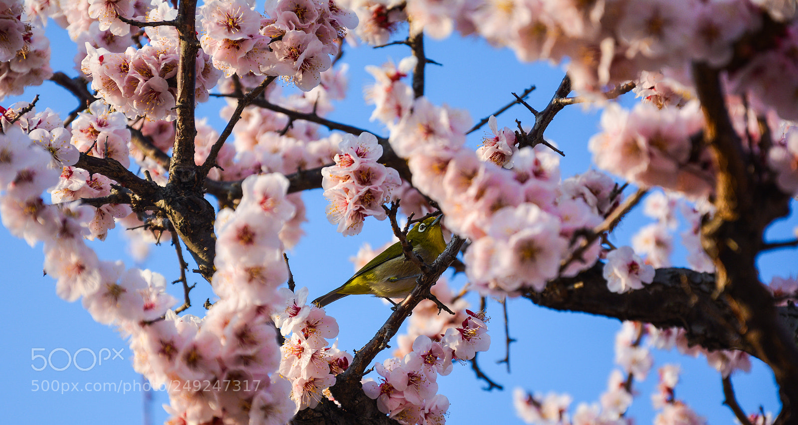 Nikon D5200 sample photo. Little bird photography