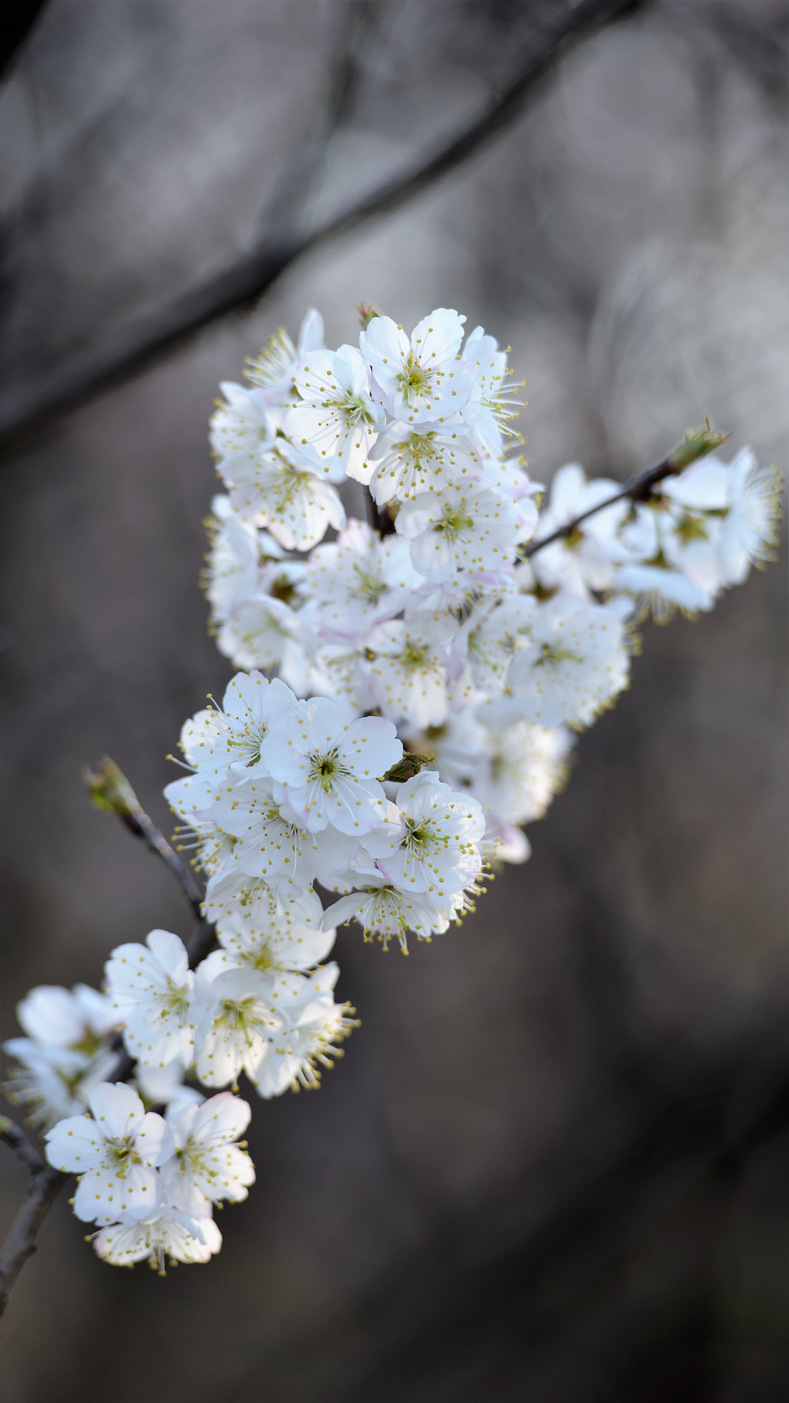 Nikon AF-S Nikkor 70-200mm F2.8G ED VR II sample photo. 春华 photography