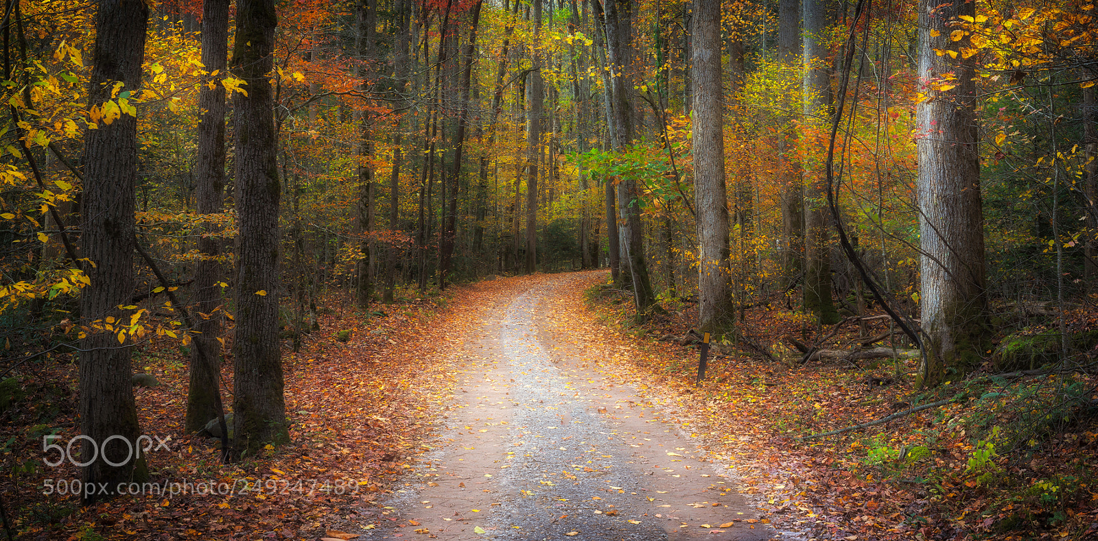 Sony a7R sample photo. A gravel road in photography