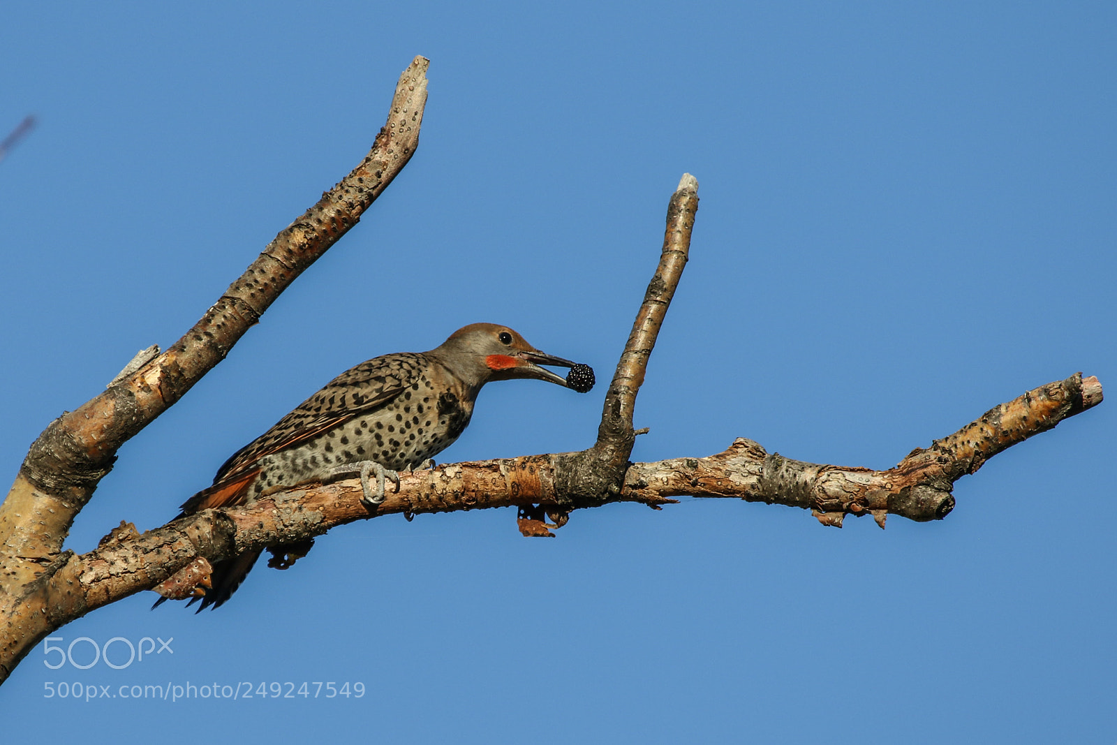 Canon EOS 7D Mark II sample photo. Northern flicker photography