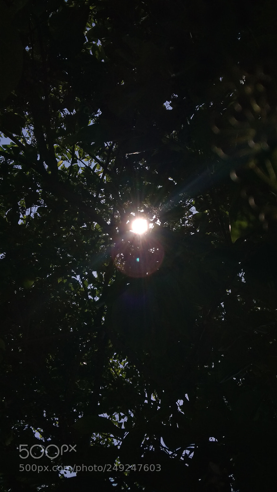 Xiaomi Redmi 4A sample photo. Hello sunshine photography