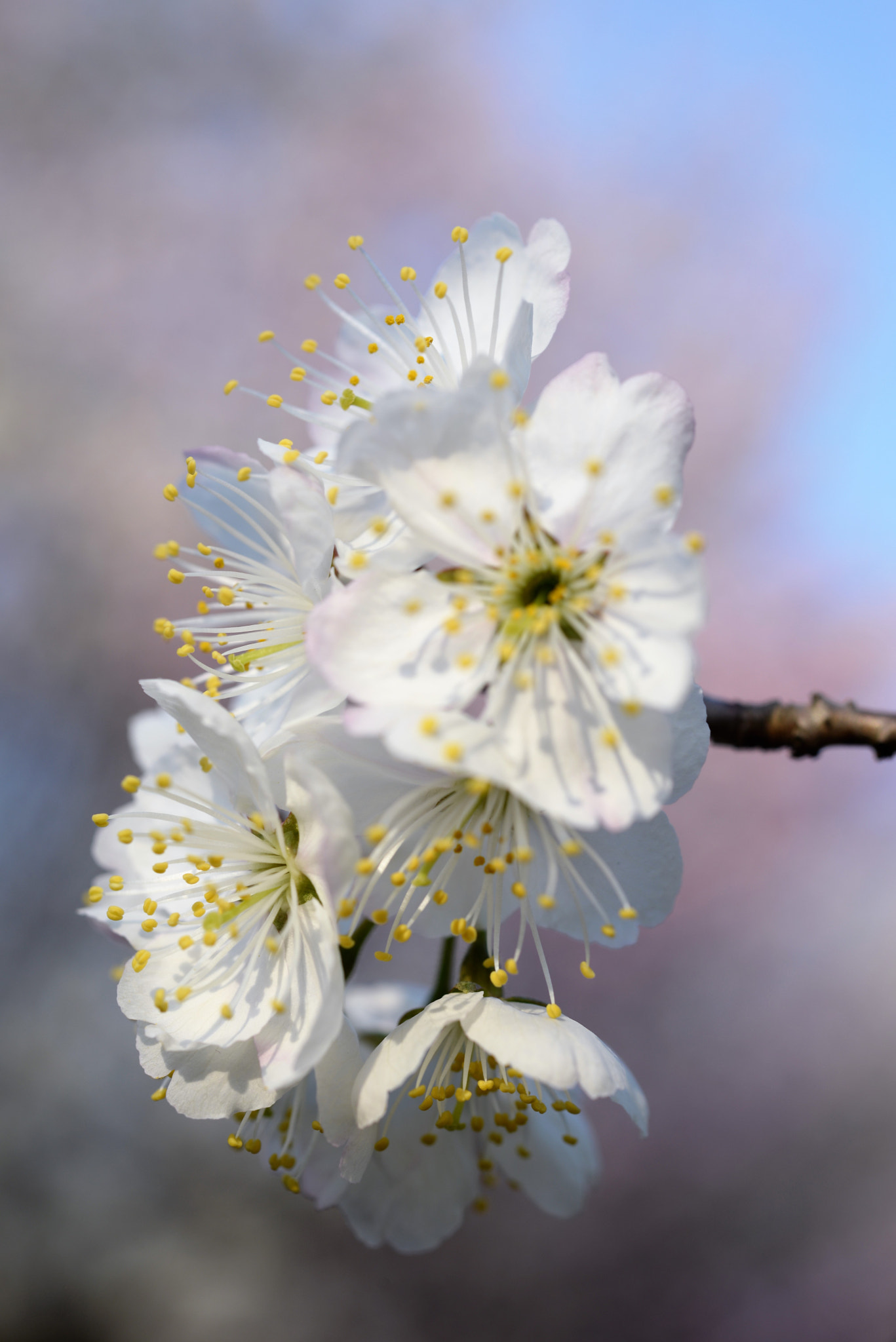 Nikon D610 + ZEISS Makro-Planar T* 50mm F2 sample photo. Spring photography