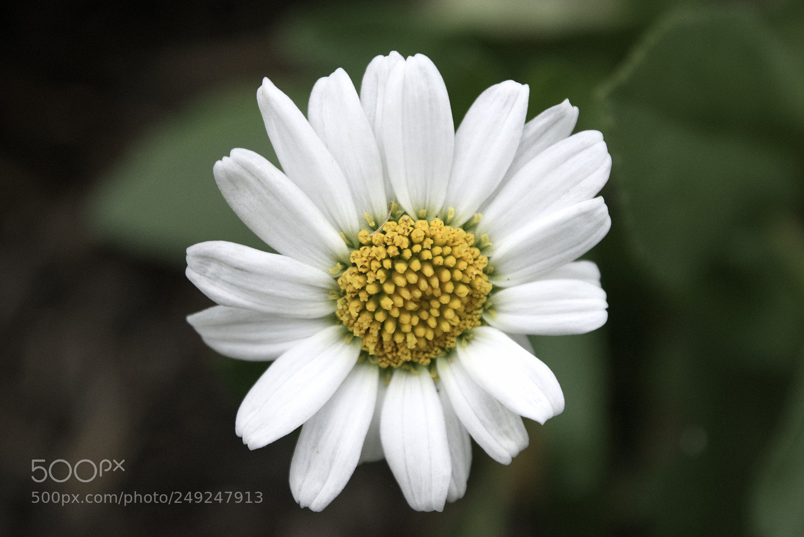 Nikon D3300 sample photo. White daisy photography